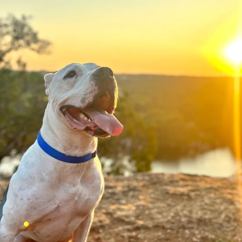 French Fry thumbnail 3