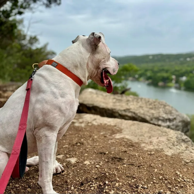 French Fry thumbnail 4