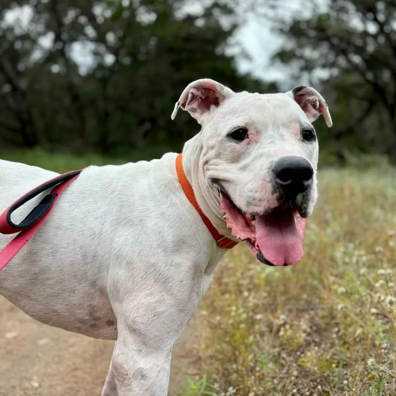 French Fry thumbnail 5