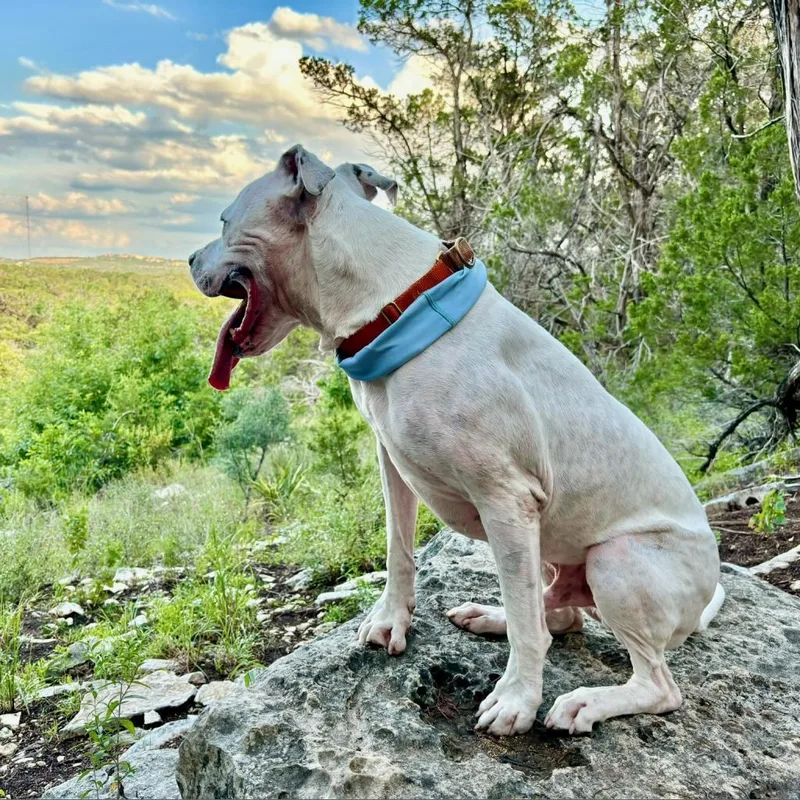 French Fry thumbnail 6