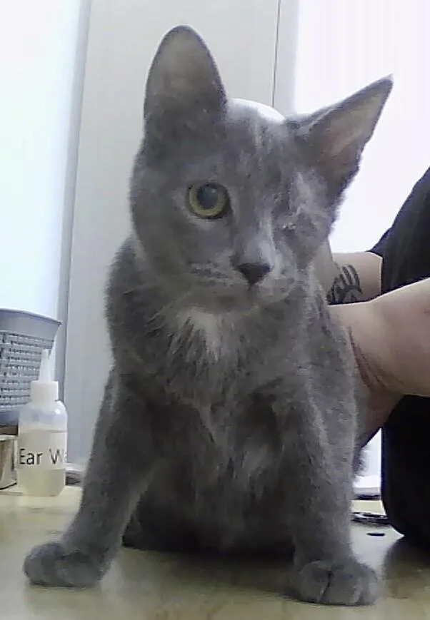 A baby small-sized female Gray / Blue / Silver Domestic Short Hair cat named Essie for adoption in Anoka, MN
