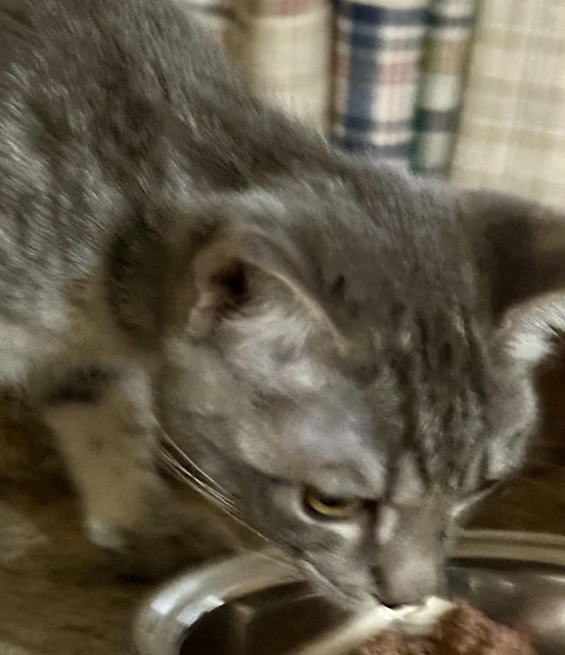 A baby medium-sized female Domestic Short Hair cat named Carolina for adoption in Phoenix, AZ