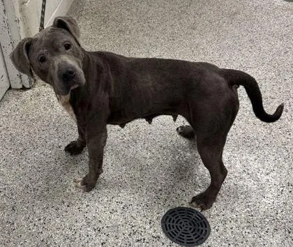 An adult large-sized female Gray / Blue / Silver Pit Bull Terrier dog named Leighton for adoption in Kansas City, MO