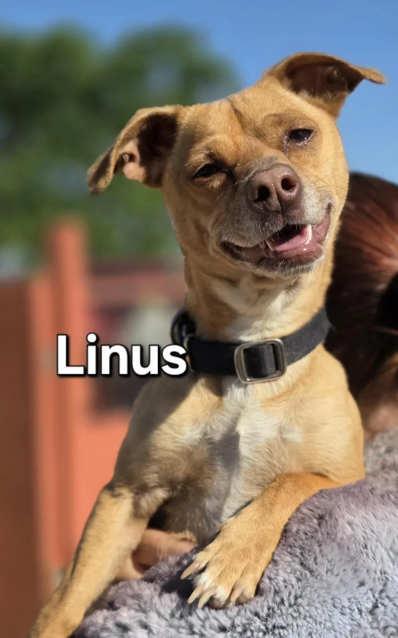 A young small-sized male Yellow / Tan / Blond / Fawn Chihuahua dog named Linus for adoption in Yucca Valley, CA