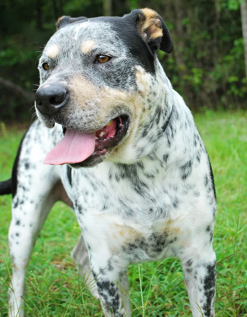 An adult large-sized male Australian Cattle Dog / Blue Heeler dog named Bandit for adoption in manchester, TN