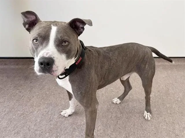 An adult medium-sized male Terrier dog named Stone for adoption in Saint Louis, MO