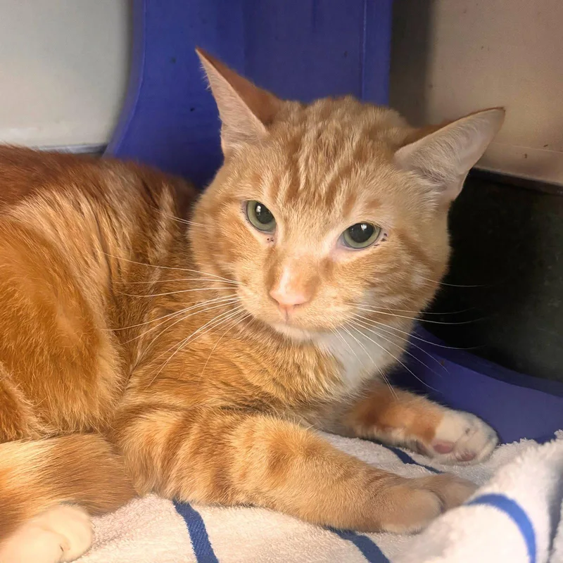 An adult medium-sized male Orange / Red Domestic Short Hair cat named Oscar for adoption in Burlingame, CA
