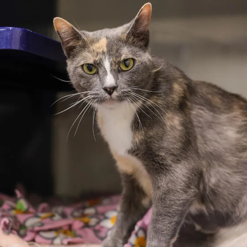 An adult medium-sized female Calico Domestic Short Hair cat named Pez for adoption in Los Angeles, CA