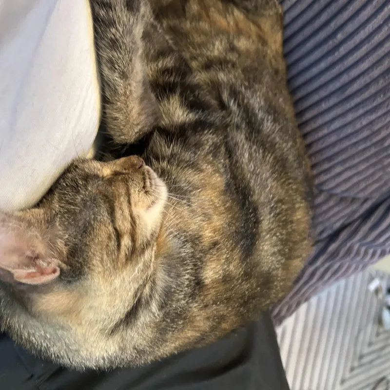A young medium-sized female Tabby (Brown / Chocolate) Domestic Short Hair cat named June for adoption in Memphis, TN