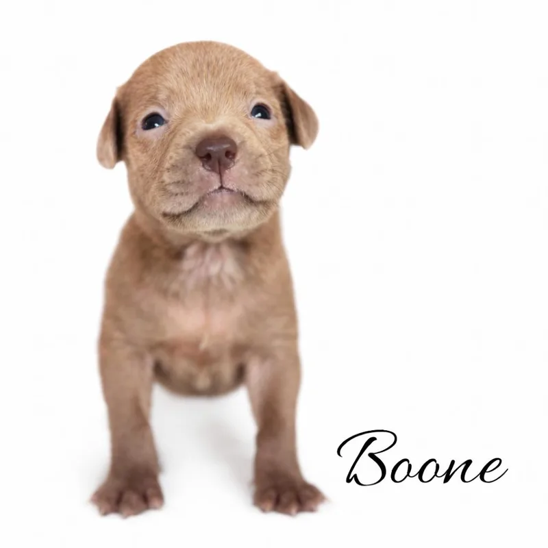 Boone thumbnail 5