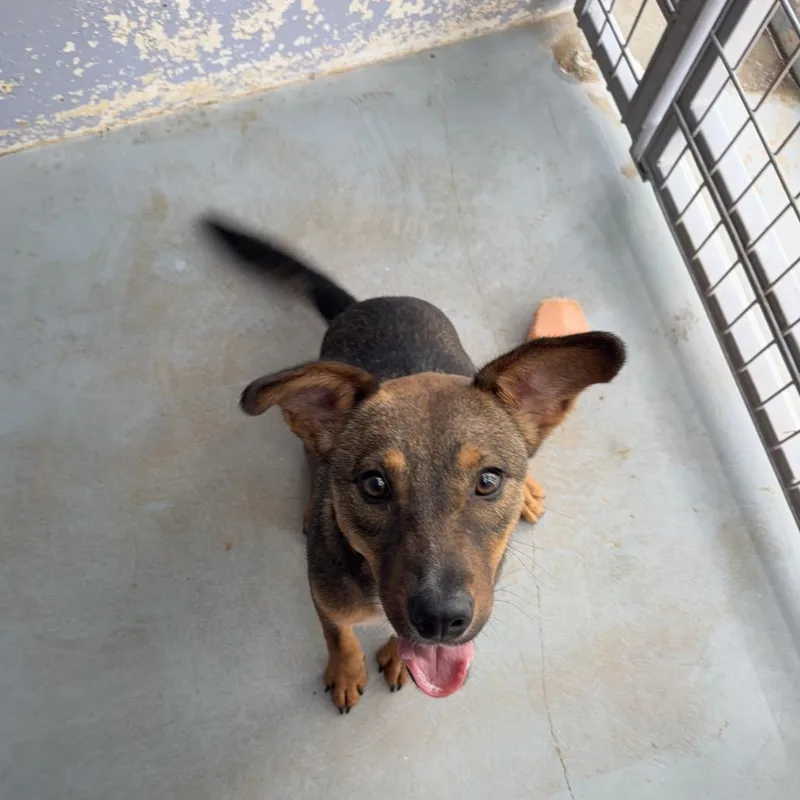 A young medium-sized male Brown / Chocolate Shepherd dog named Jar Jar Binks for adoption in Kyle, TX