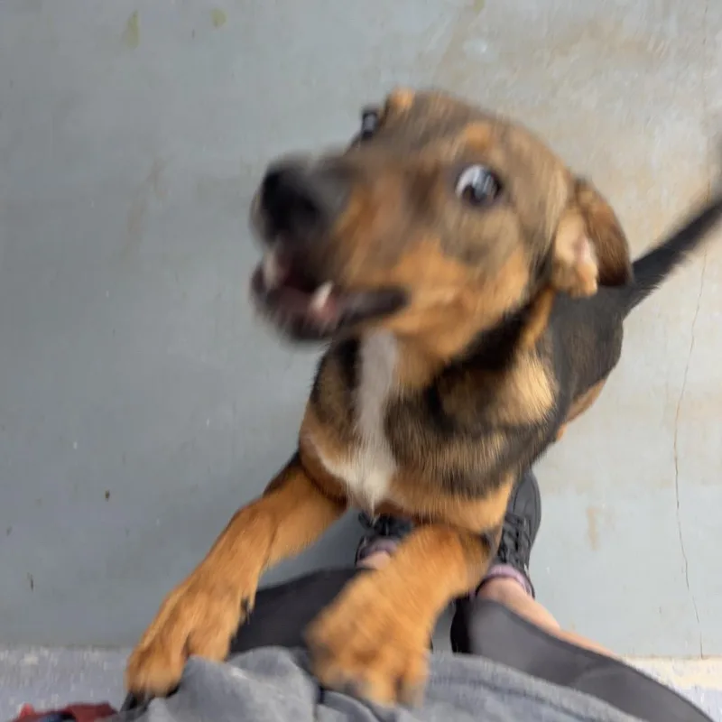 Jar Jar Binks thumbnail 6