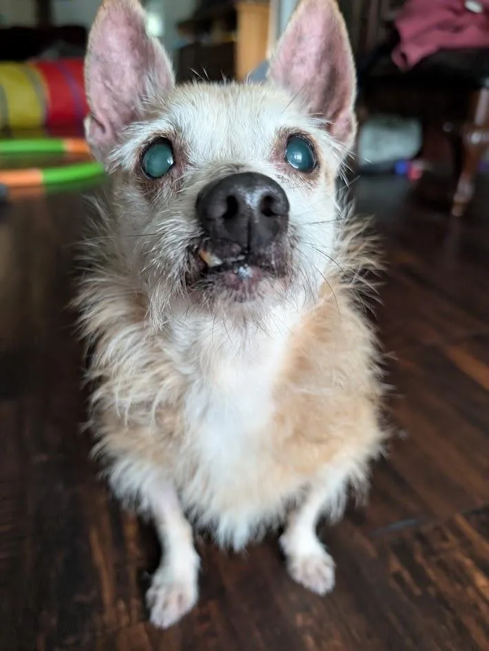 A senior small-sized female Yellow / Tan / Blond / Fawn Chihuahua dog named Jazzy J  RI for adoption in Bryan, TX
