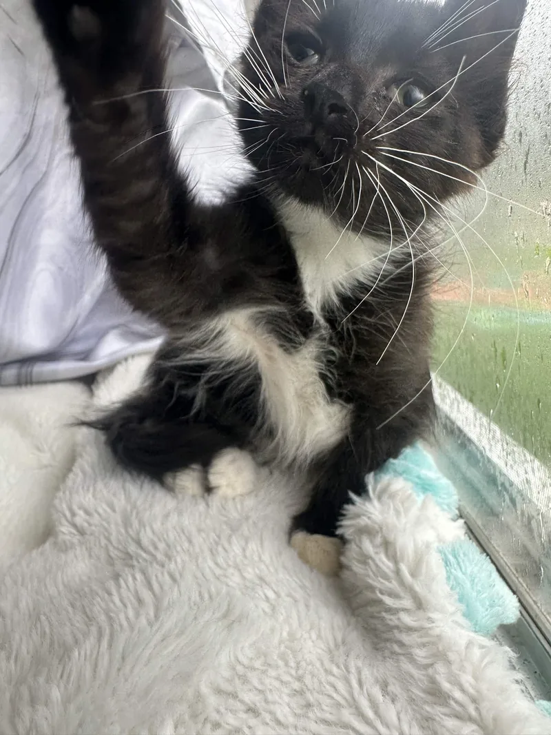 A baby medium-sized female Black & White / Tuxedo Domestic Medium Hair cat named Navy for adoption in Houston, TX