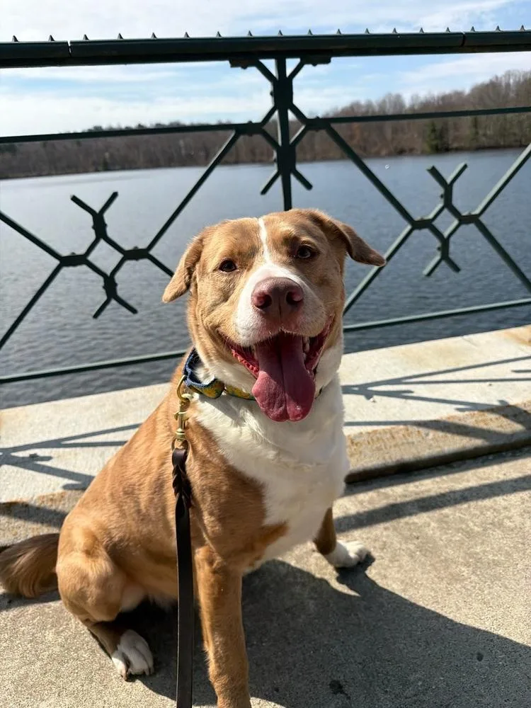 An adult large-sized male White / Cream Catahoula Leopard Dog dog named Ac  Sarge for adoption in Brewster , NY