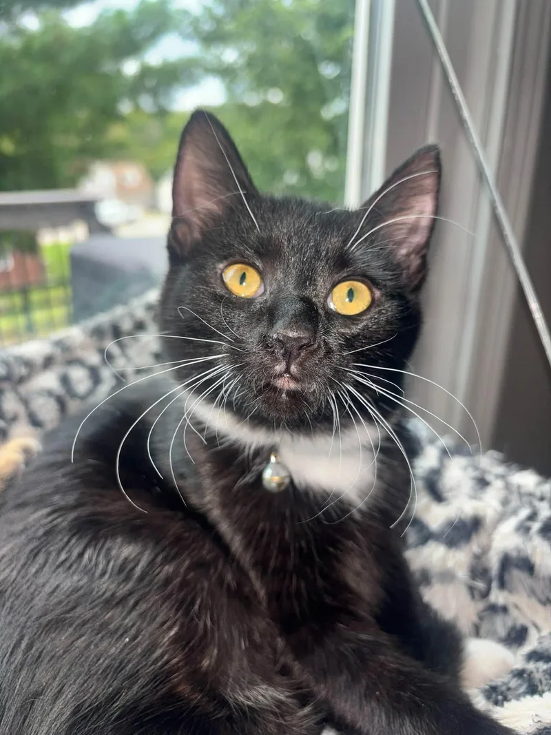 A young medium-sized female Domestic Short Hair cat named Abby for adoption in Fort Thomas, KY