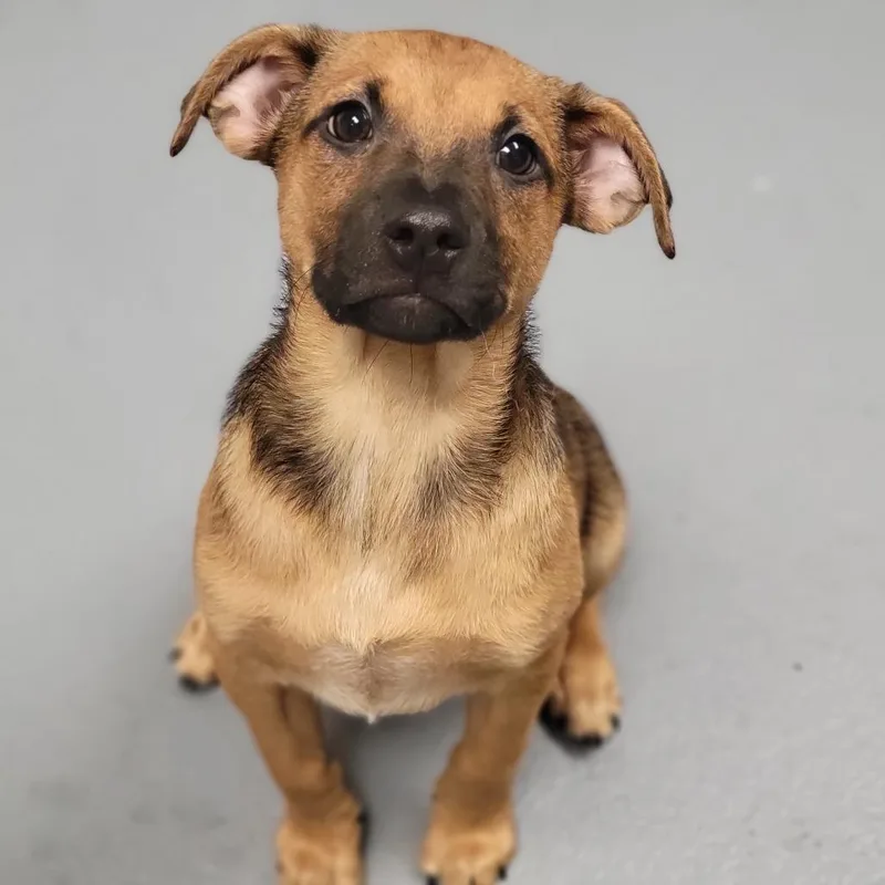 A baby medium-sized male Brown / Chocolate Mixed Breed dog named Messi for adoption in Sarasota, FL