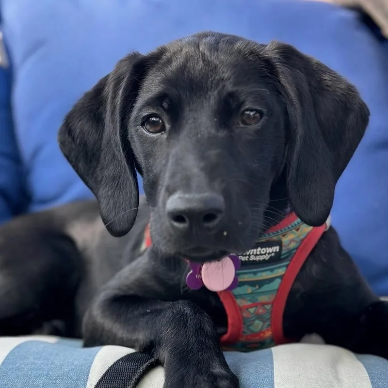 A baby large-sized female Black Labrador Retriever dog named Nessarose for adoption in Itasca, IL