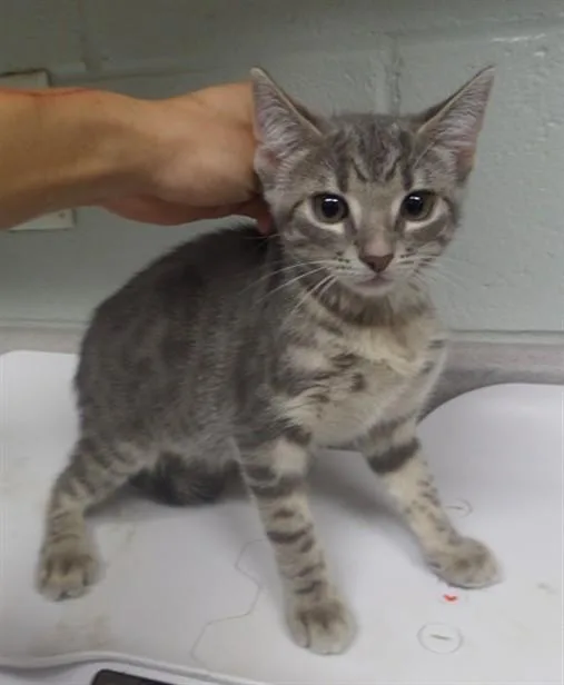 A baby small-sized female Domestic Short Hair cat named Pearl for adoption in Augusta, GA