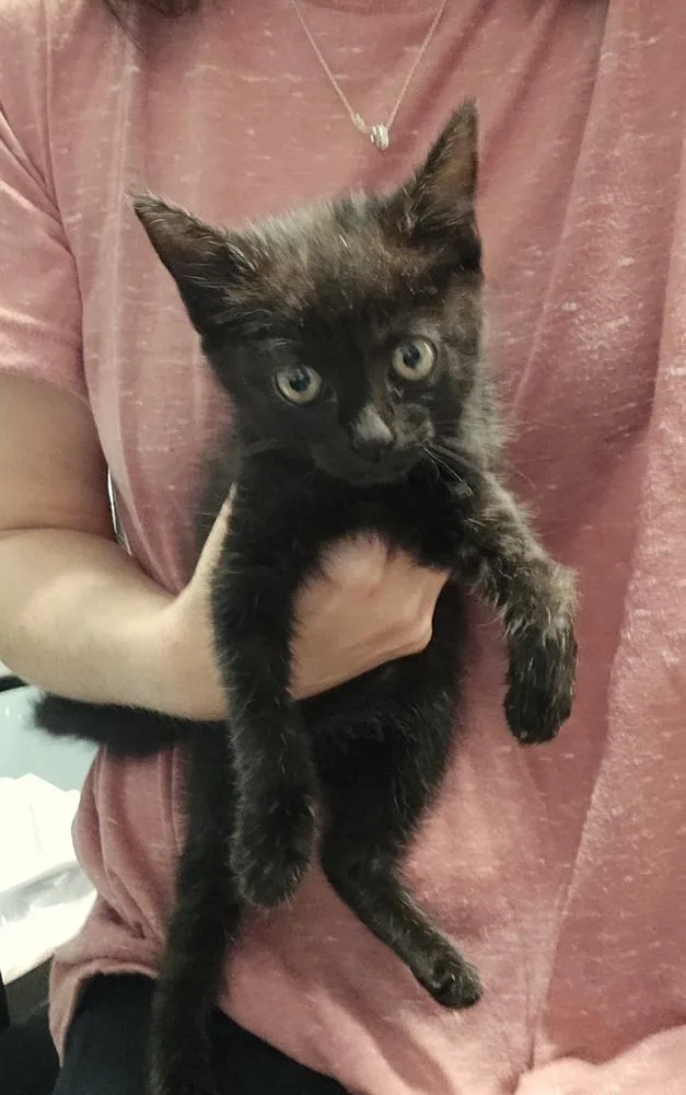 A baby small-sized female Black Domestic Short Hair cat named Ilene for adoption in Dickson, TN
