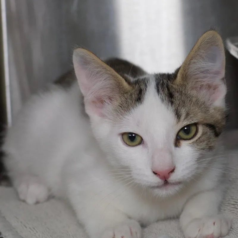 A baby medium-sized male Domestic Short Hair cat named Wilbur Moe for adoption in Shoreline, WA