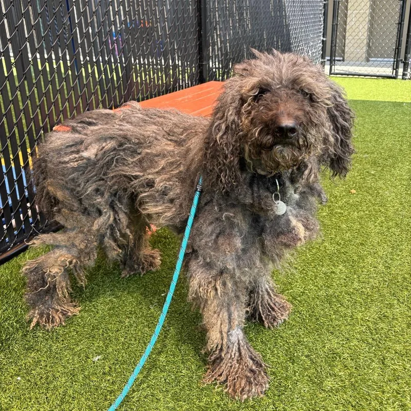 A senior medium-sized male Black Standard Poodle dog named Baxter for adoption in Washington Township, OH