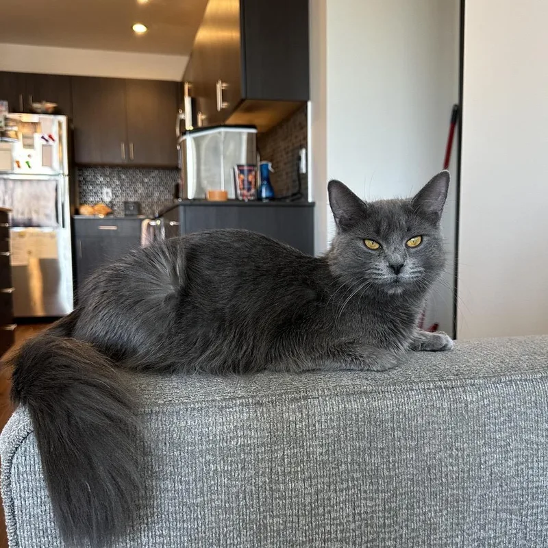 A young medium-sized female Gray / Blue / Silver Domestic Medium Hair cat named Hazel Basil for adoption in Spokane, WA