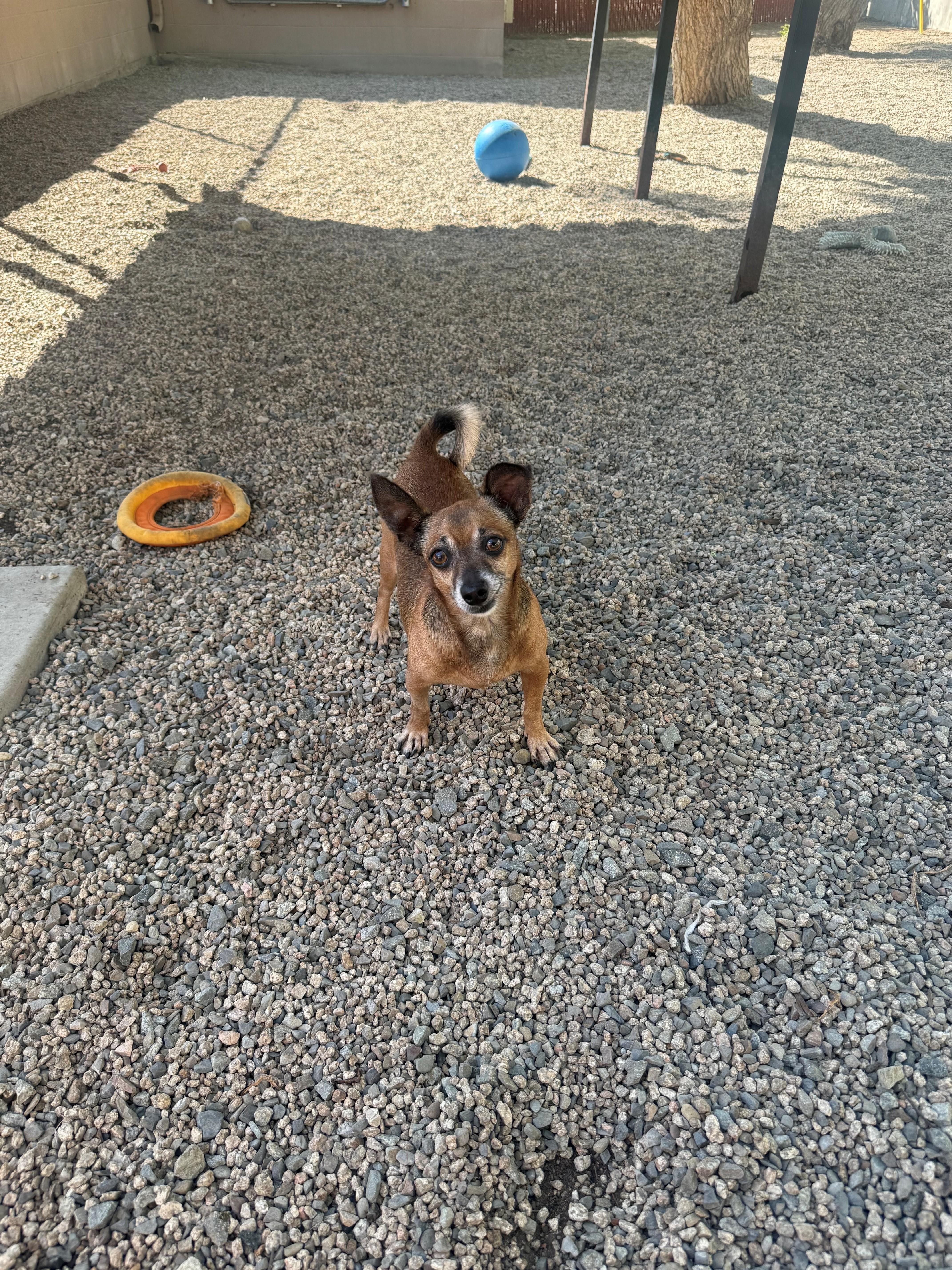An adult small-sized male Chihuahua dog named Nico for adoption in Laguna Beach, CA