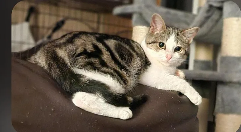 A baby small-sized female Domestic Short Hair cat named Anna for adoption in San Jacinto, CA