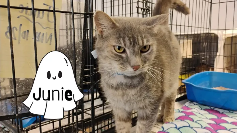 An adult medium-sized female Dilute Tortoiseshell cat named Junie for adoption in Muncie, IN