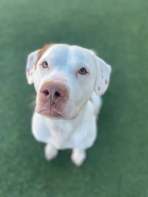 An adult medium-sized male Mixed Breed dog named Rooster for adoption in Dallas, TX