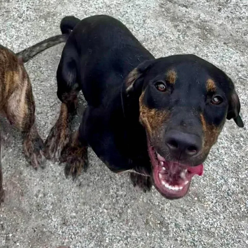 A young medium-sized male Black Plott Hound dog named Suede for adoption in Windsor, VA