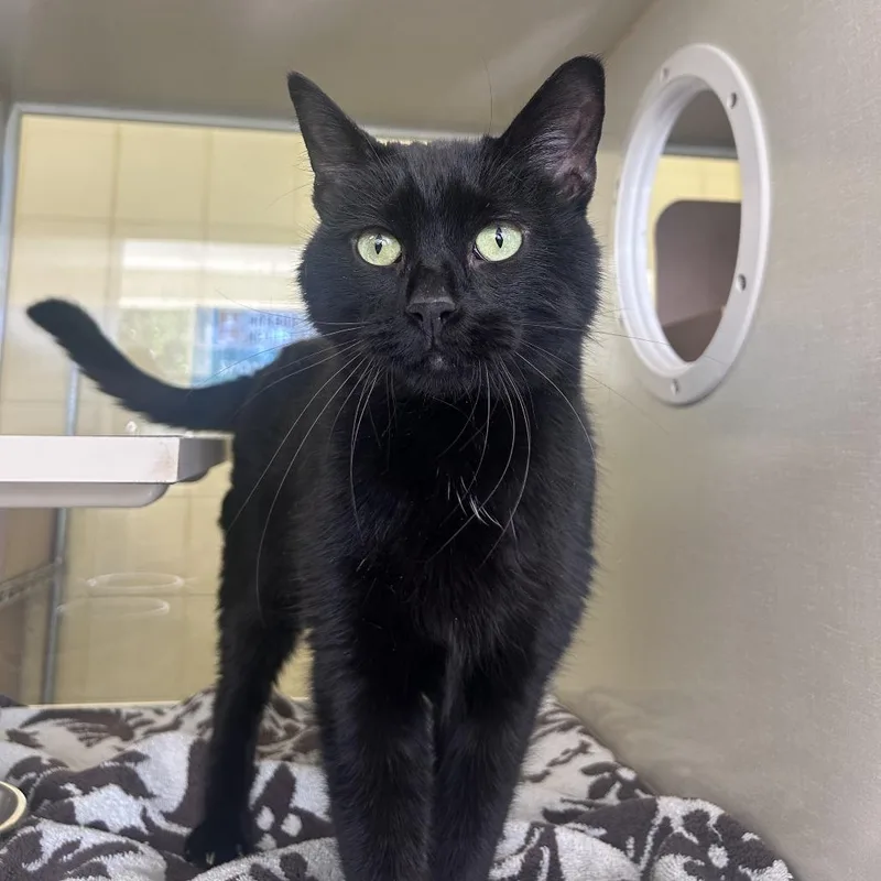 An adult medium-sized male Black Domestic Short Hair cat named Gumba for adoption in West Olive, MI