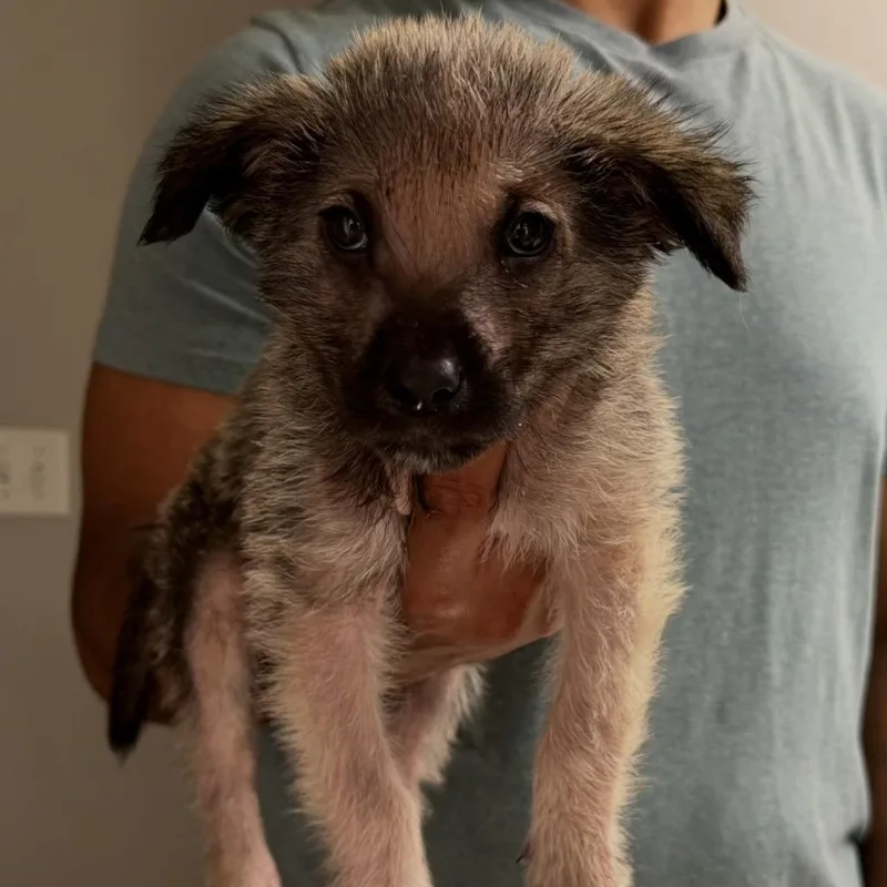 A baby small-sized female Yellow / Tan / Blond / Fawn Mixed Breed dog named Haight for adoption in Buffalo, MN