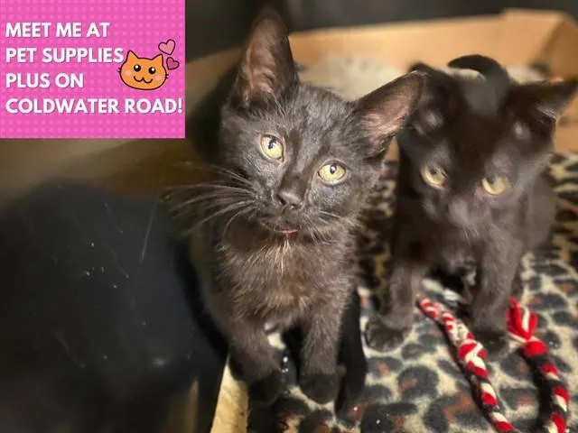 A baby small-sized female Domestic Short Hair cat named Blackberry for adoption in Fort Wayne, IN