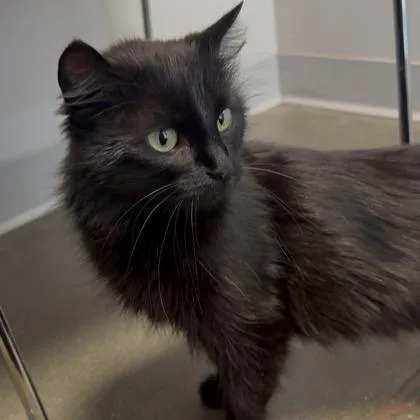A young medium-sized female Domestic Long Hair cat named Poison Ivy for adoption in Janesville, WI