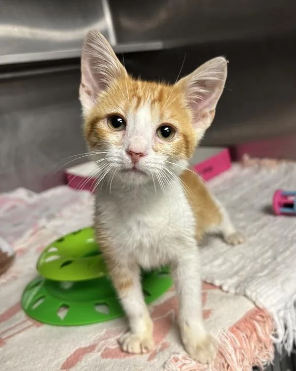 A baby small-sized male Domestic Short Hair cat named Ford for adoption in Richmond, VA