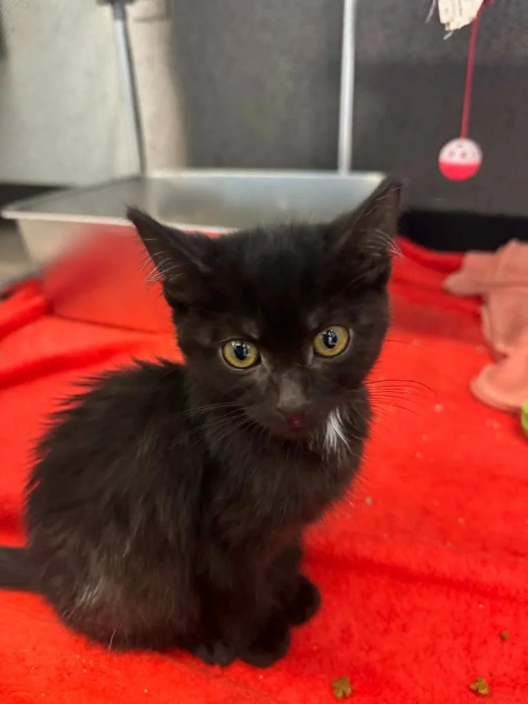 A baby medium-sized female Domestic Short Hair cat named Wilma for adoption in Marion, OH