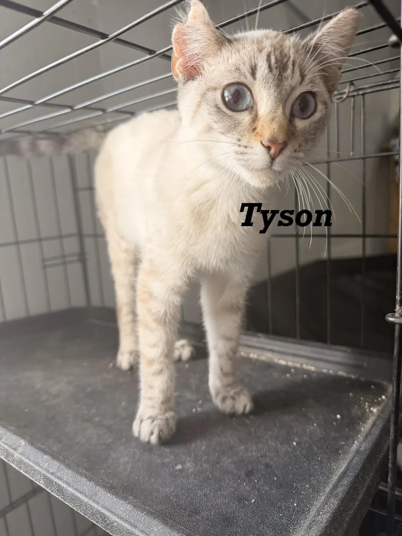 A young small-sized male Siamese cat named Tyson for adoption in Leesville, LA