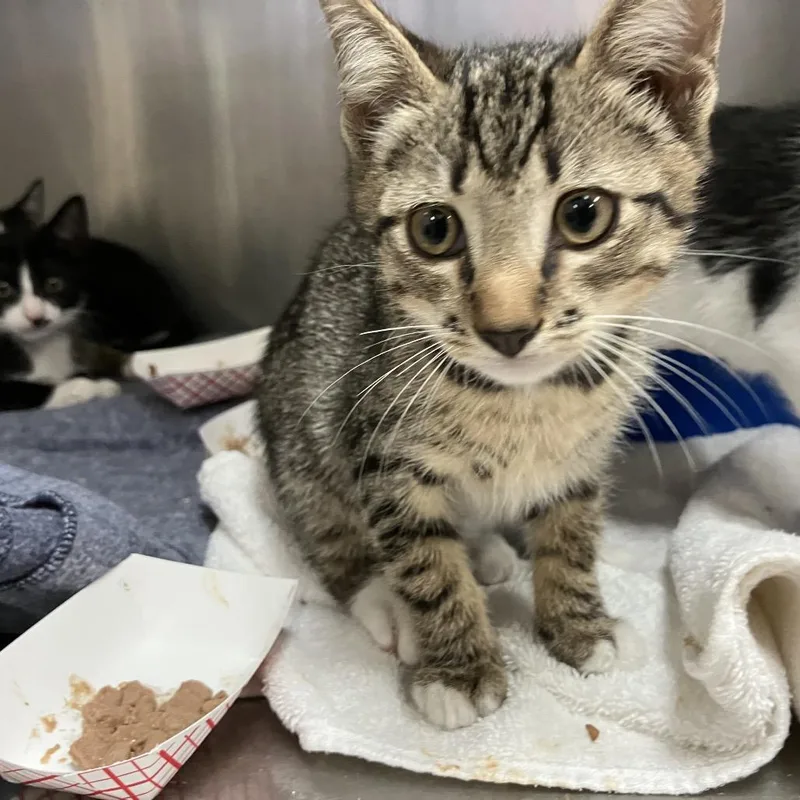 A baby small-sized male Brown / Chocolate Domestic Short Hair cat named Greg for adoption in Lakeland, FL
