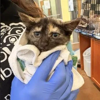 A baby small-sized female Black Domestic Short Hair cat named Cream Cheese for adoption in Lynchburg, VA