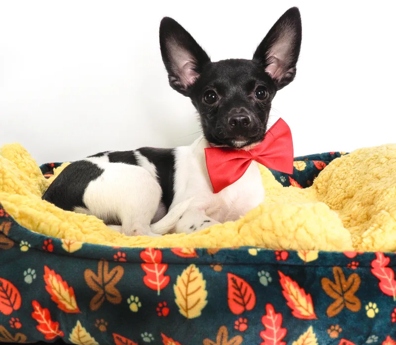 A baby small-sized male Black Chihuahua dog named Jersey for adoption in PHOENIX, AZ