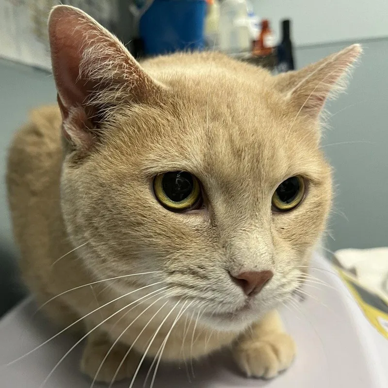A young medium-sized female Domestic Short Hair cat named Buffy for adoption in New Castle, DE