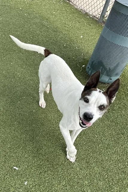 An adult small-sized male Dutch Shepherd dog named Brayden for adoption in Pasadena, TX