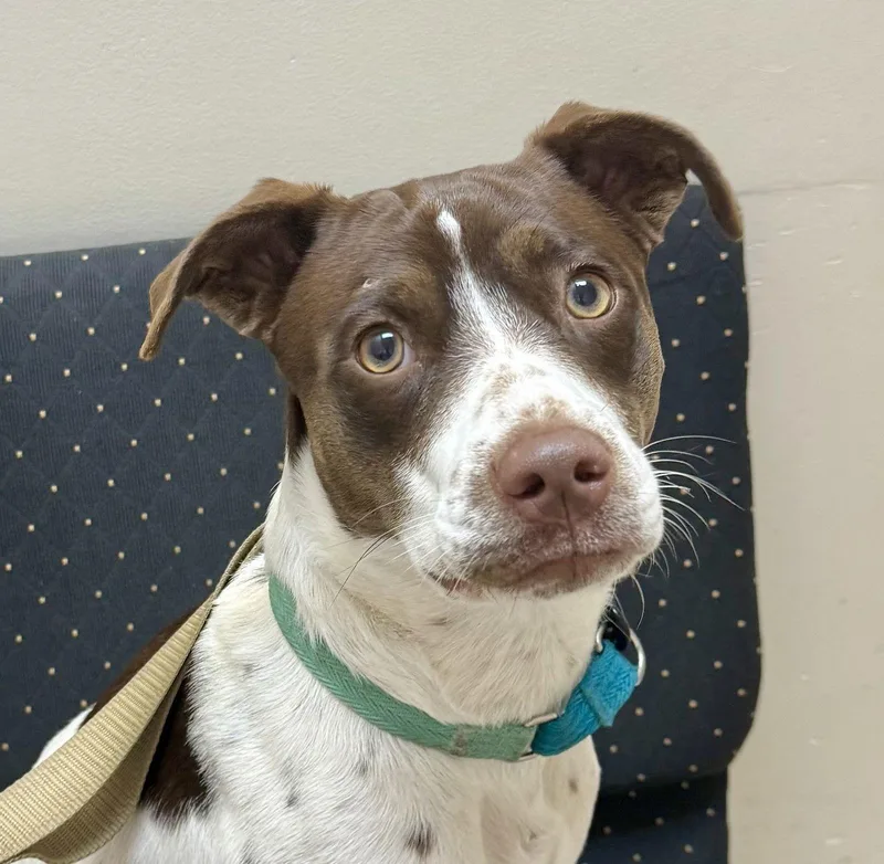 Susie Lovebugextraordinaire thumbnail 3