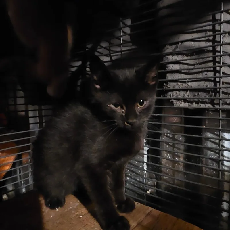 A baby small-sized female Black Domestic Short Hair cat named Ying for adoption in Ringtown, PA