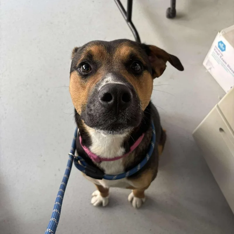 Maximilian thumbnail 2