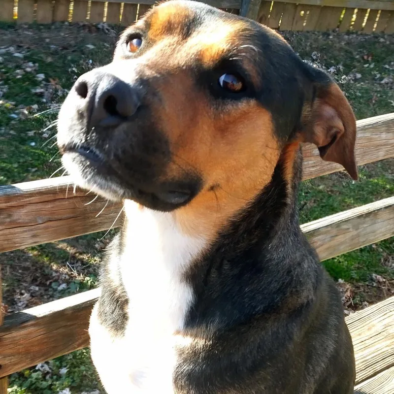 Maximilian thumbnail 3