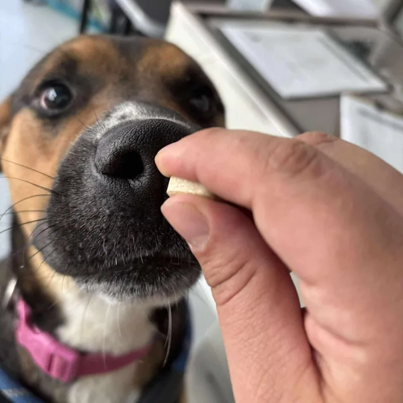 Maximilian thumbnail 4