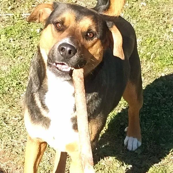 Maximilian thumbnail 5